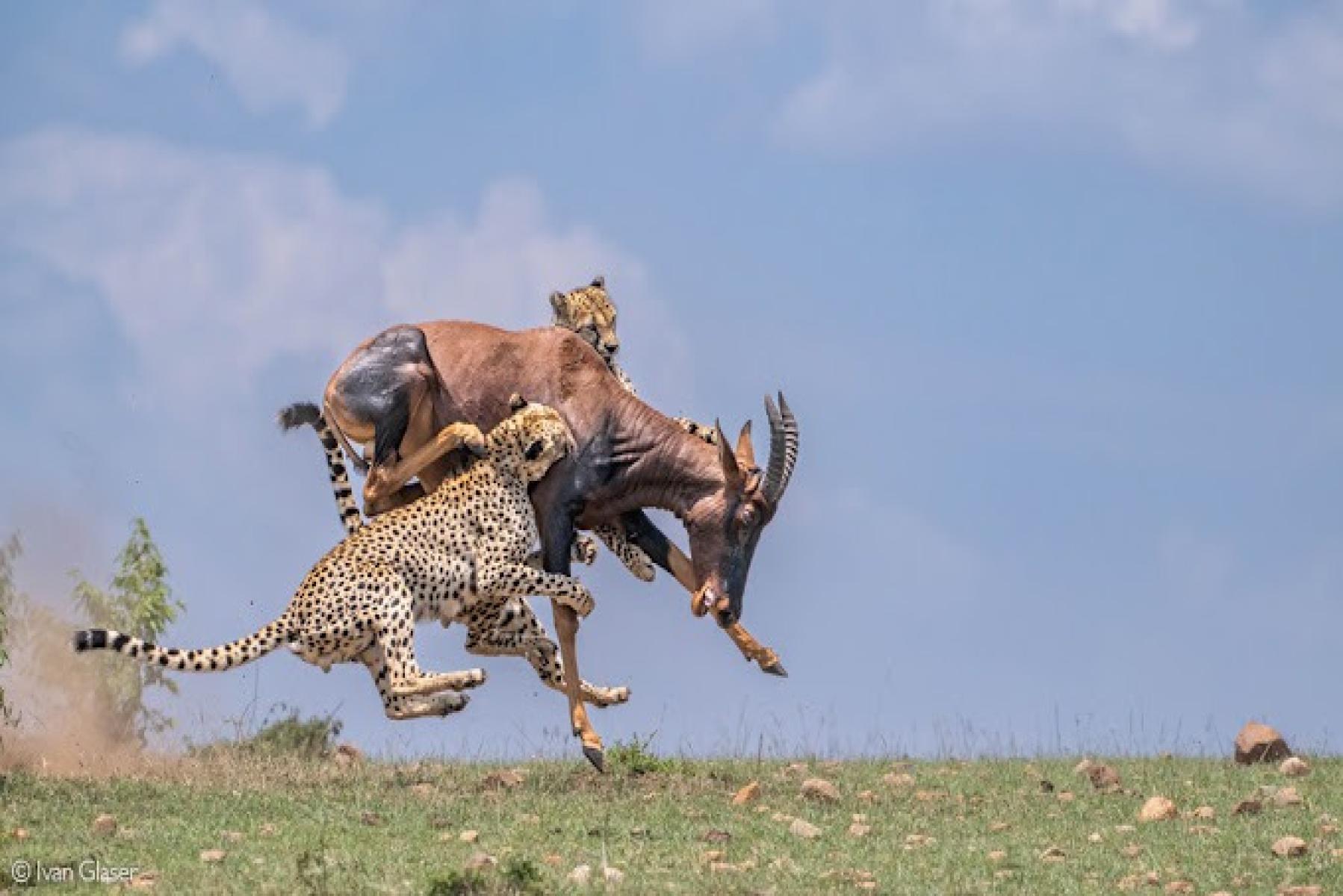 🏞️ National Parks Overview – The Ultimate Uganda Guide